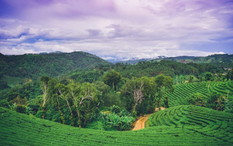 Chiang Rai
